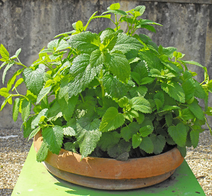 Lemon balm